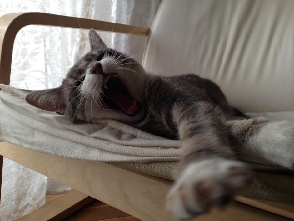 cat-yawns