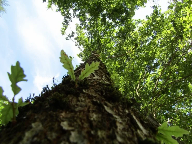 Arbre Gîte de Noes