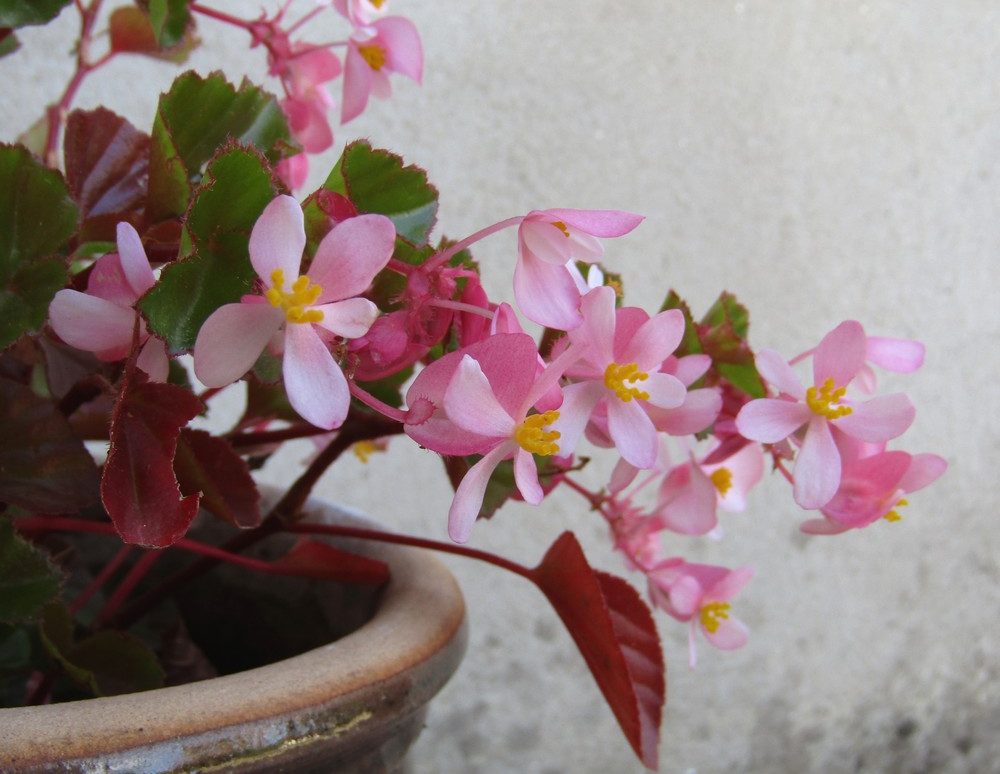 Bégonias