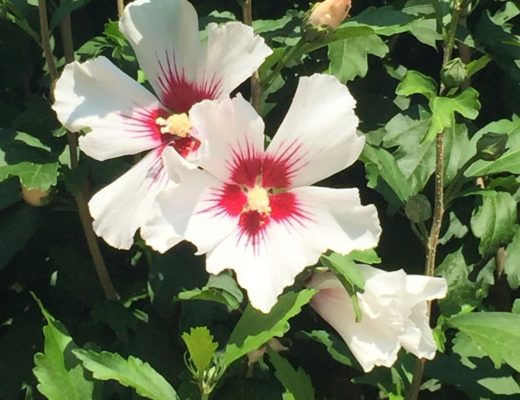 Fleurs d Althea - Hibiscus