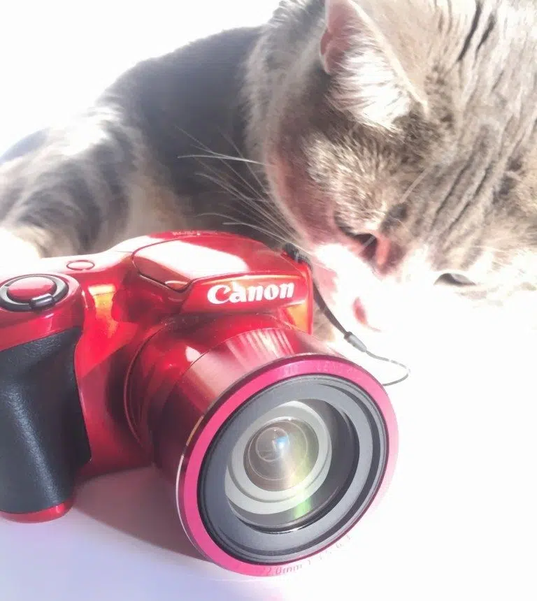 cat-photo-camera