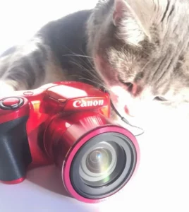 cat-photo-camera