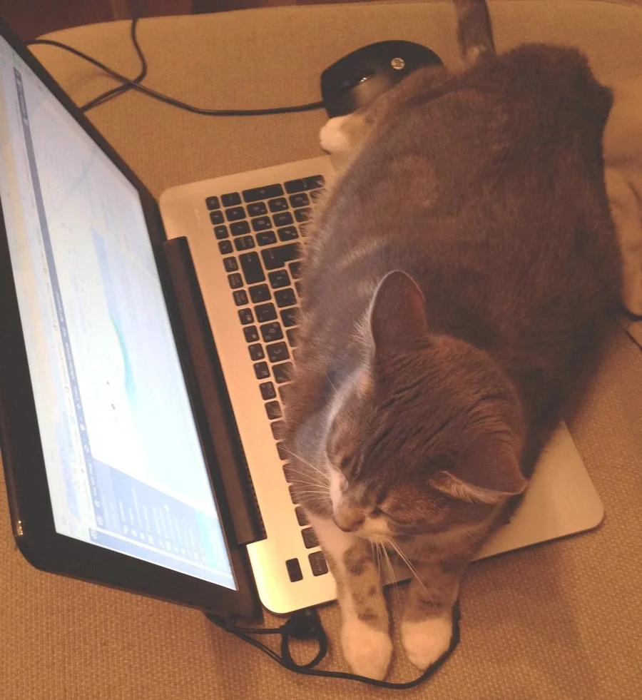 cat-laptop-straw