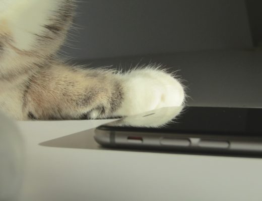 iphone 6 & cat