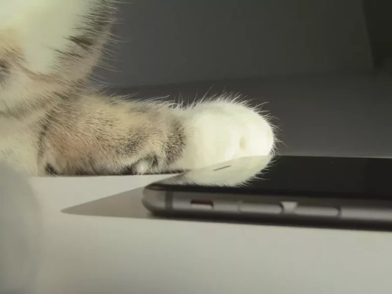 iphone 6 & cat