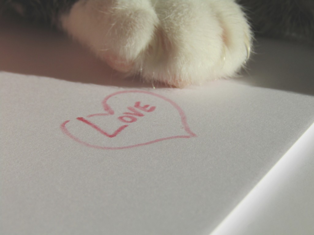 love-cat-1024x768