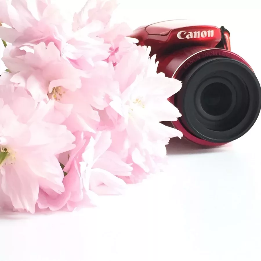 sakura-and-camera