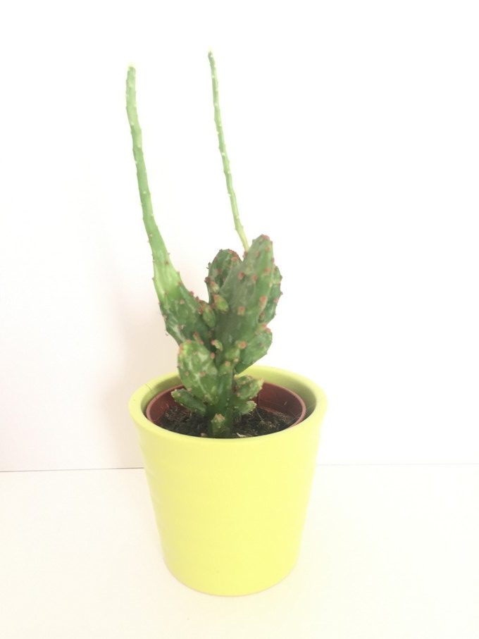 cactus-growing