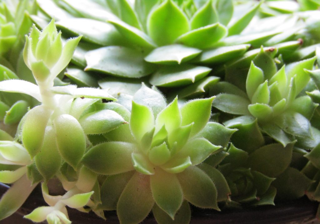 sempervivum-succulente-plante-1024x718