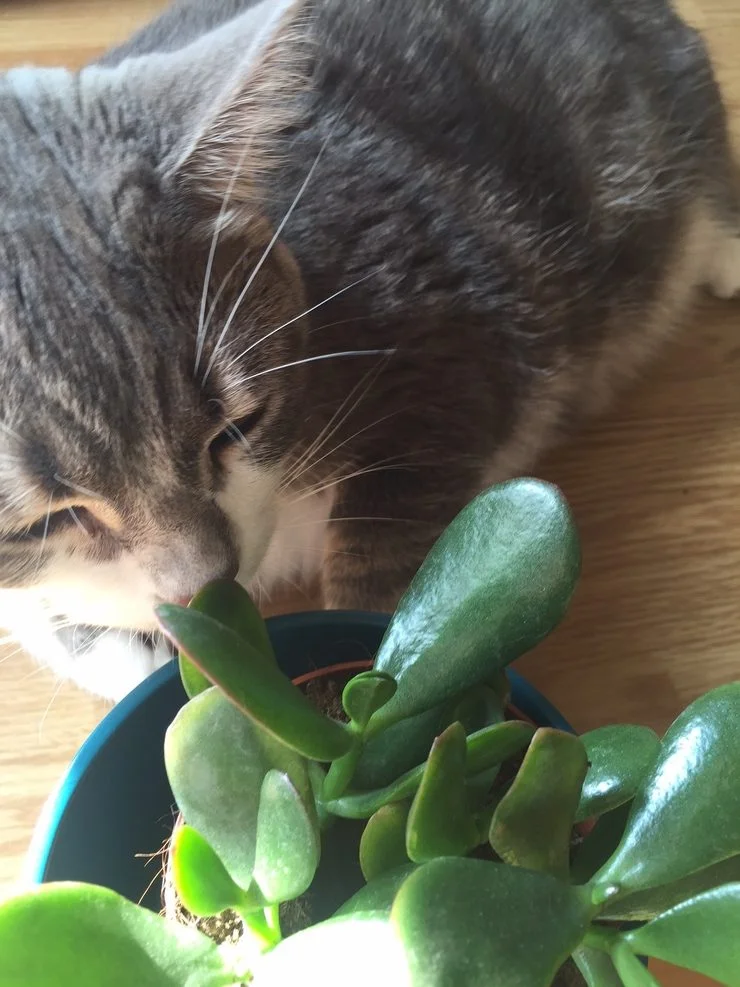 cat-and-succulent
