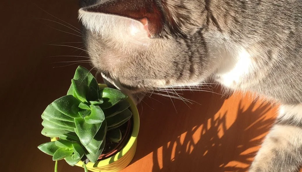 Chat et succulentes