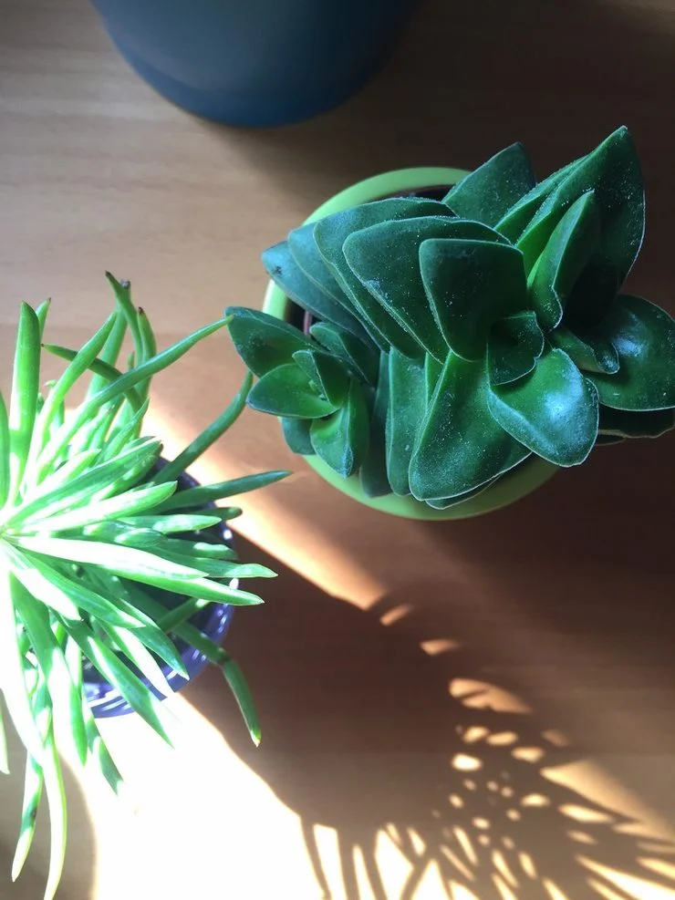 duo-succulentes