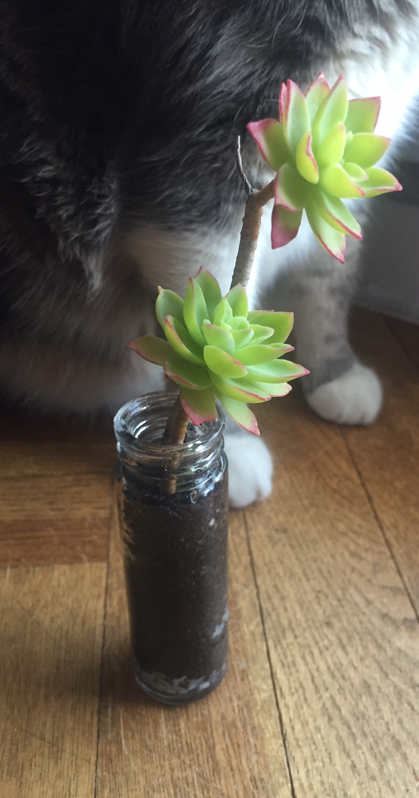 cat-succulent