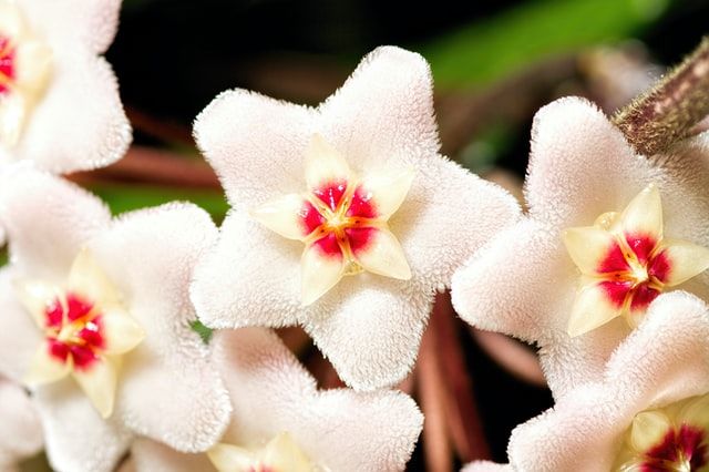 Hoya Kerrii fleur blanche magnifique