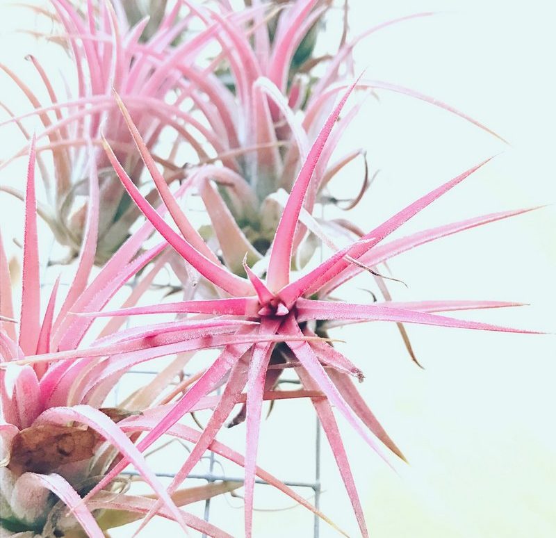 Fille de L'air Tillandsia Rose