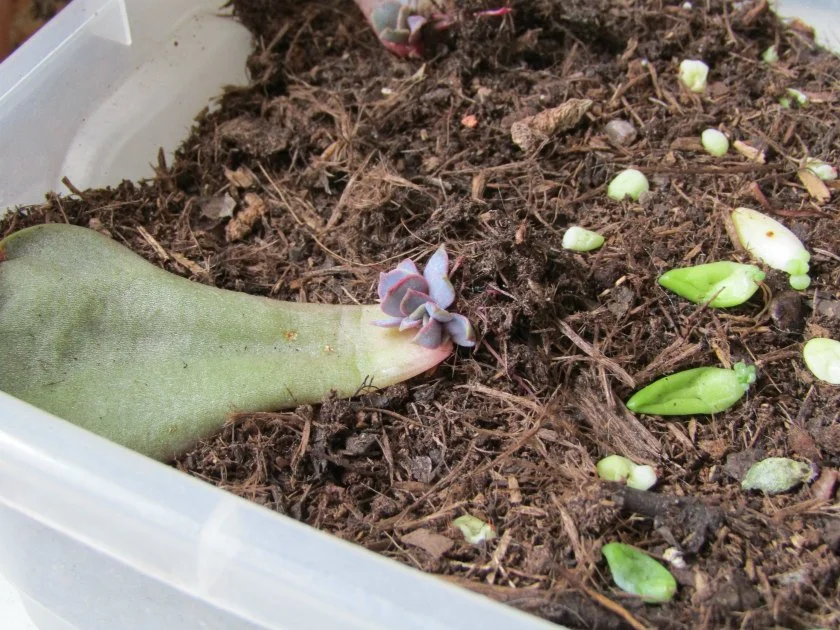 Boutures de feuilles Plantes Grasses Echeveria et sedum