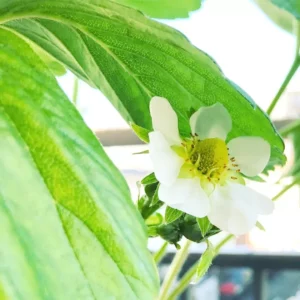 Fleur de Fraisier - Potager sur le Balcon