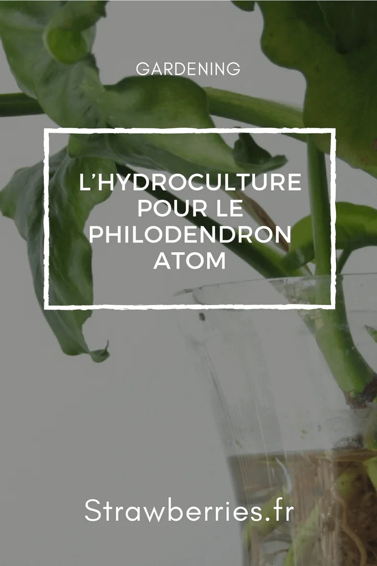 L’Hydroculture pour le Philodendron Atom