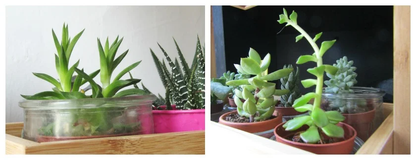 Petites Plantes grasses dans des pots en verre