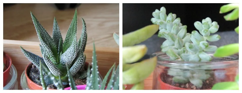 Succulentes Dans des Pots en verre