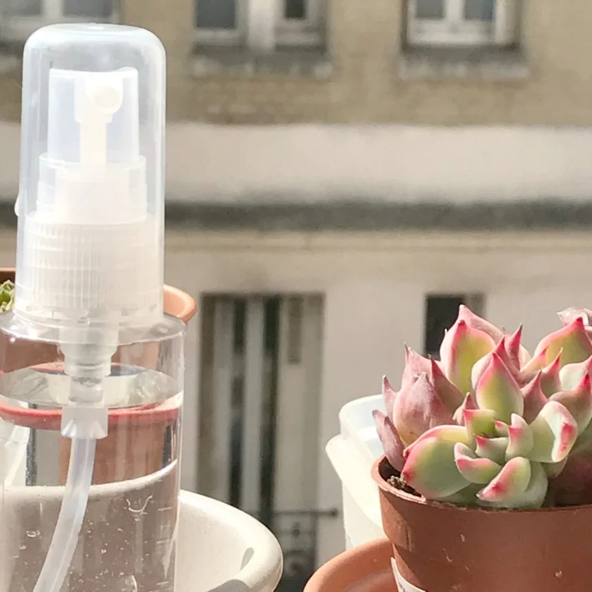 Vaporisateur d eau petit format pour plantes