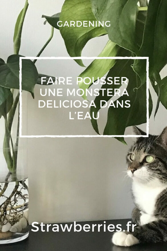Faire Pousser une Monstera Deliciosa dans l