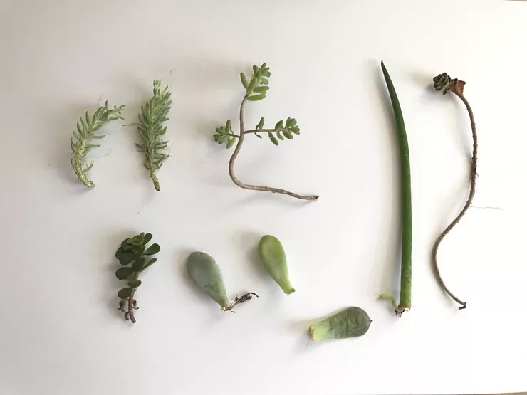 Tiges et feuilles de plantes grasses