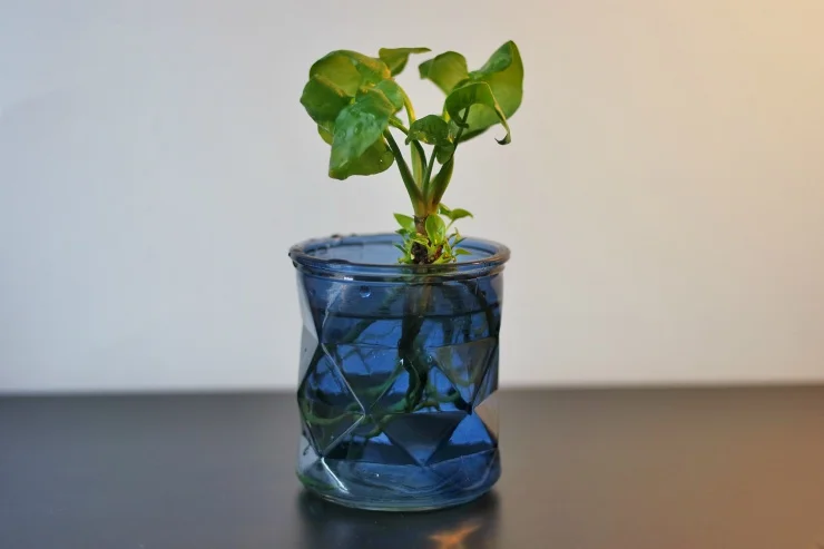 Philodendron Atom dans pot bleu Botanic