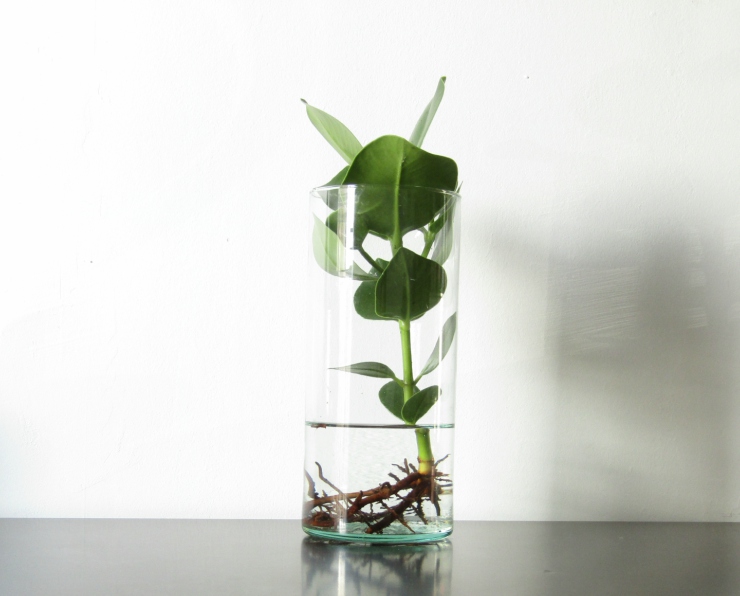 Clusia en verre - hydroponique - plante d'intérieur dans l'eau