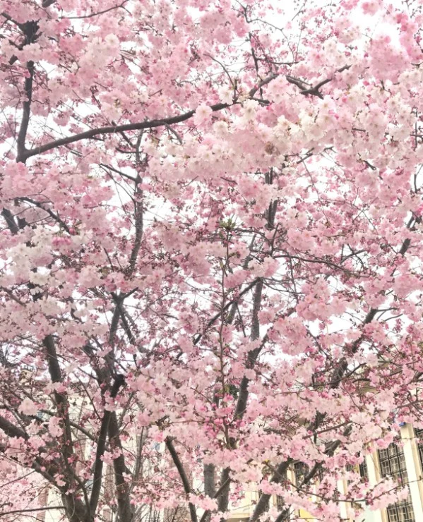 Cerisiers japonais en fleurs