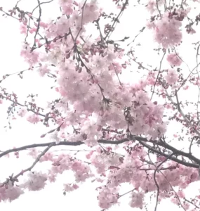 Fleurs de cerisier japonais
