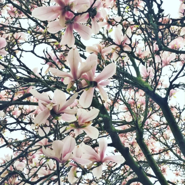 Magnolias en Avril