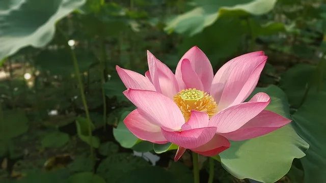 Nelumbo nucifera Fleur de lotus