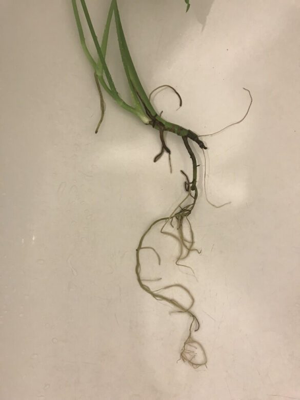 Bouturer de la Monstera Deliciosa grâce aux racines aériennes Strawberries