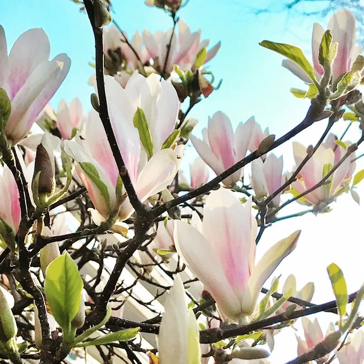 Magnolia Blanc