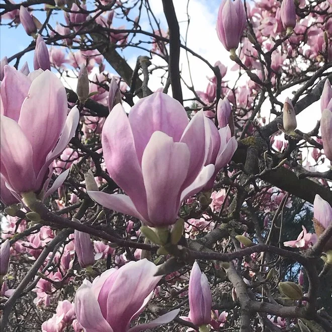 Magnolias par centaines