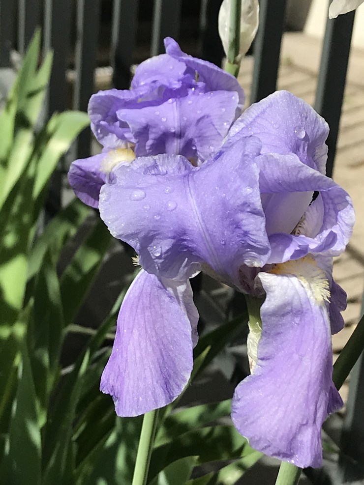 Bel Iris jolie fleur