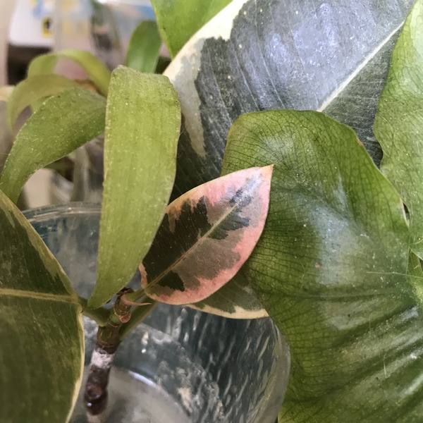 Caoutchouc ficus elastica variegata - 3 feuilles
