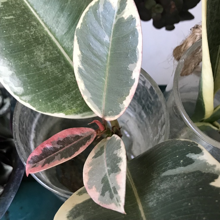 Caoutchouc ficus elastica variegata en eau - 5 feuilles