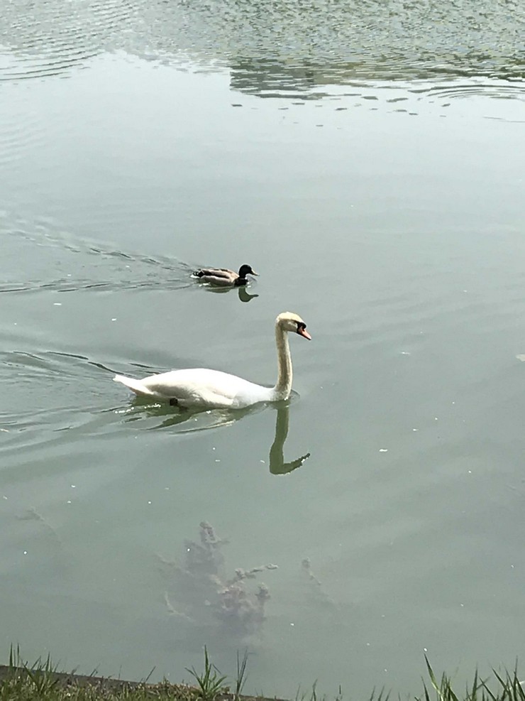 Cygne et canard en bord de Seine - île de Chatou