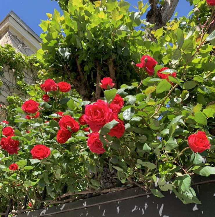 Joli rosier du mois de mai