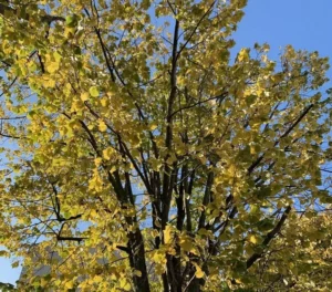 bel arbre aux couleurs d automne sur joli ciel bleu