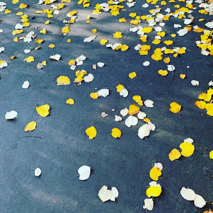feuilles d automne jaune sur bitume constraste