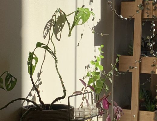 futur petit mur végétal dans notre cuisine