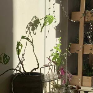 futur petit mur végétal dans notre cuisine