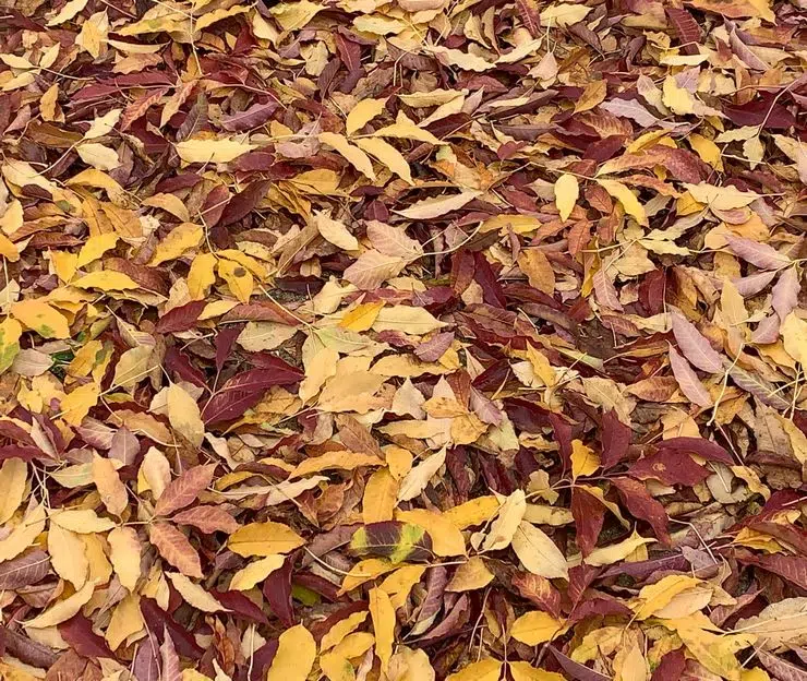 tapis de feuilles d automne au sol