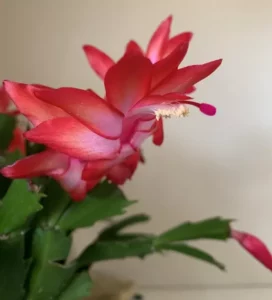fleur de cactus de noel schlumbergera