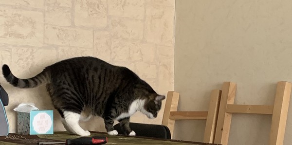 petit chat curieux pendant demontage du meuble