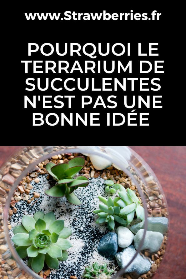 Pourquoi le terrarium de succulentes n'est pas une bonne idée