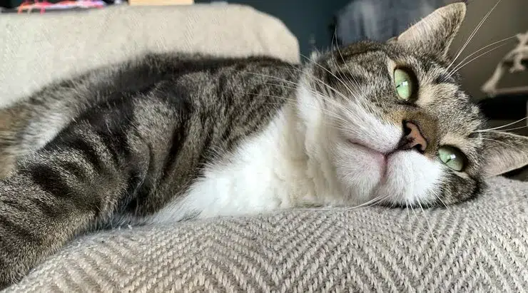 lucky notre chat se detend